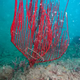 Red Whip Coral, photo 1