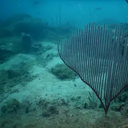 Red Whip Coral, photo 2