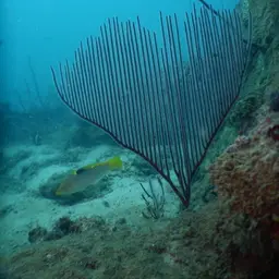 Red Whip Coral, photo 3