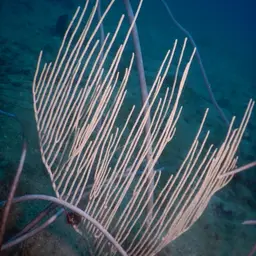 Red Whip Coral, photo 4