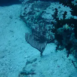 Red Whip Coral, photo 5