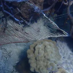 Red Whip Coral, photo 6