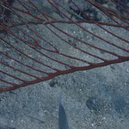Red Whip Coral, photo 7