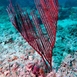 Red Whip Coral, photo 8