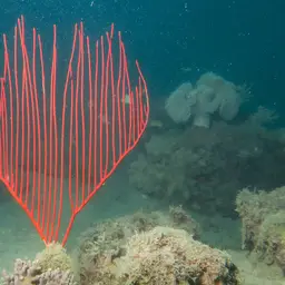 Red Whip Coral, photo 9