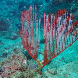Red Whip Coral, photo 10