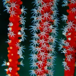 Red Whip Coral, photo 11