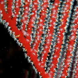 Red Whip Coral, photo 12