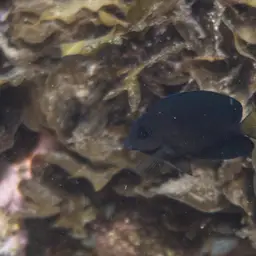 Two-spot Bristletooth, photo 7