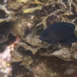 Two-spot Bristletooth, photo 8