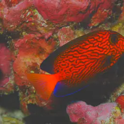 Hawaiian Kole, photo 2