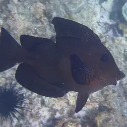 Hawaiian Kole, photo 5