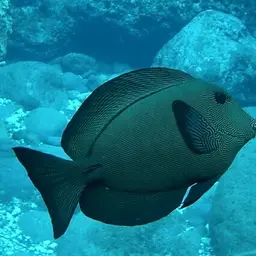 Hawaiian Kole, photo 6
