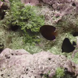 Hawaiian Kole, photo 8