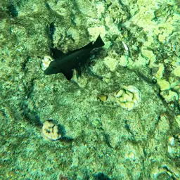 Hawaiian Kole, photo 9