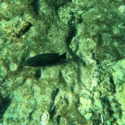 Hawaiian Kole, photo 11