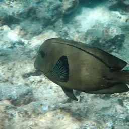 Hawaiian Kole, photo 12