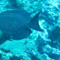 Kole Tang, photo 2
