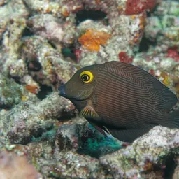 Kole Tang, photo 4