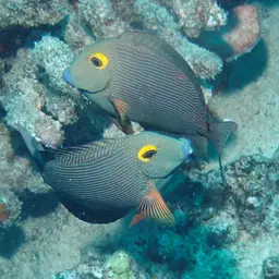 Kole Tang, photo 6
