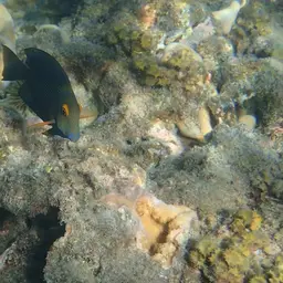Kole Tang, photo 7