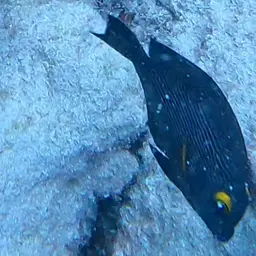 Kole Tang, photo 10