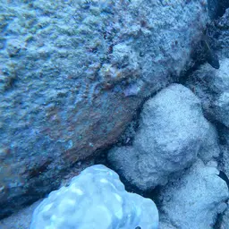 Kole Tang, photo 12