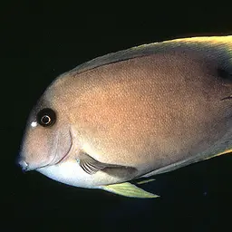 Tomini Surgeonfish, photo 1