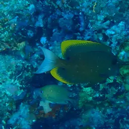 Tomini Surgeonfish, photo 2