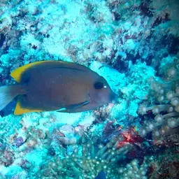 Tomini Surgeonfish, photo 3
