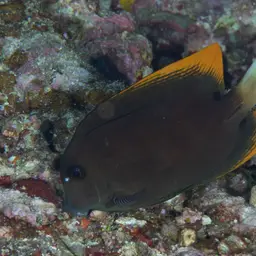 Tomini Surgeonfish, photo 4