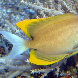 Tomini Surgeonfish, photo 5