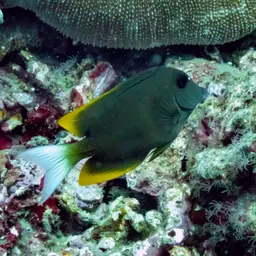 Tomini Surgeonfish, photo 6