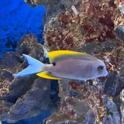 Tomini Surgeonfish, photo 7