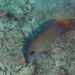 Tomini Surgeonfish, photo 8