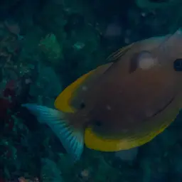Tomini Surgeonfish, photo 9