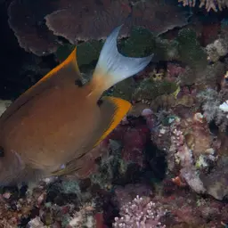 Tomini Surgeonfish, photo 10