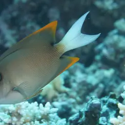 Tomini Surgeonfish, photo 11