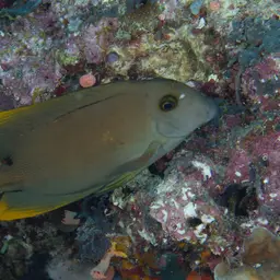 Tomini Surgeonfish, photo 12