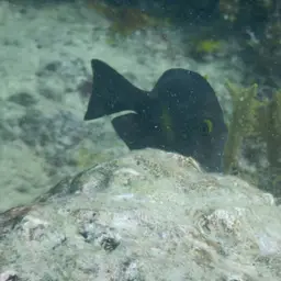 Squaretail Bristletooth, photo 1