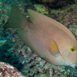 Squaretail Bristletooth, photo 2