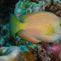 Squaretail Bristletooth, photo 6