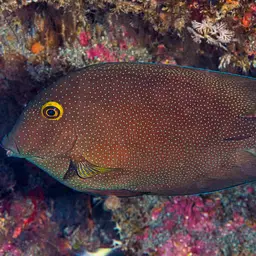 Squaretail Bristletooth, photo 9