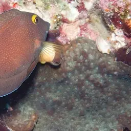 Squaretail Bristletooth, photo 10