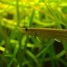 Gar Characin, photo 1