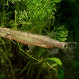 Gar Characin, photo 2