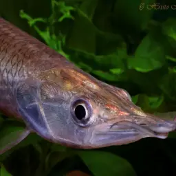 Gar Characin, photo 3