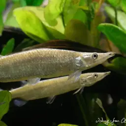 Gar Characin, photo 5