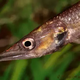 Gar Characin, photo 6