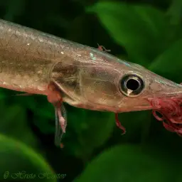 Gar Characin, photo 7